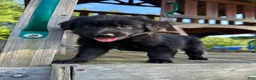 Golden Shepherd dogs for sale: Koda  - Ad 1
