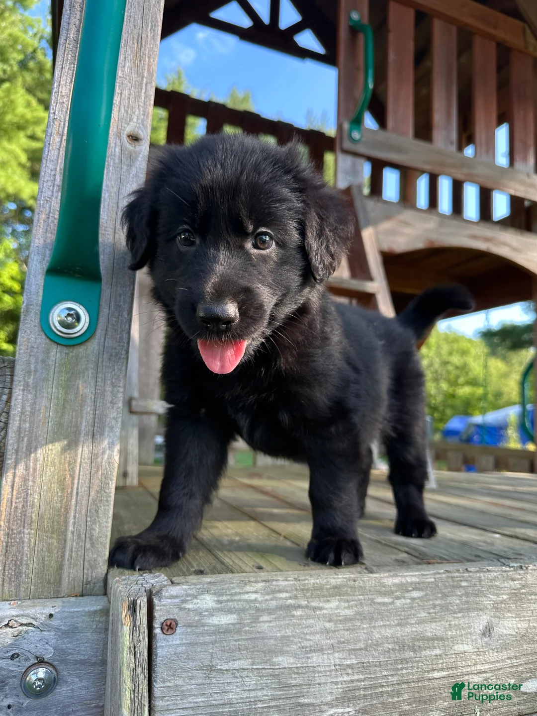 Golden Shepherd dogs for sale: Koda  - Ad 1