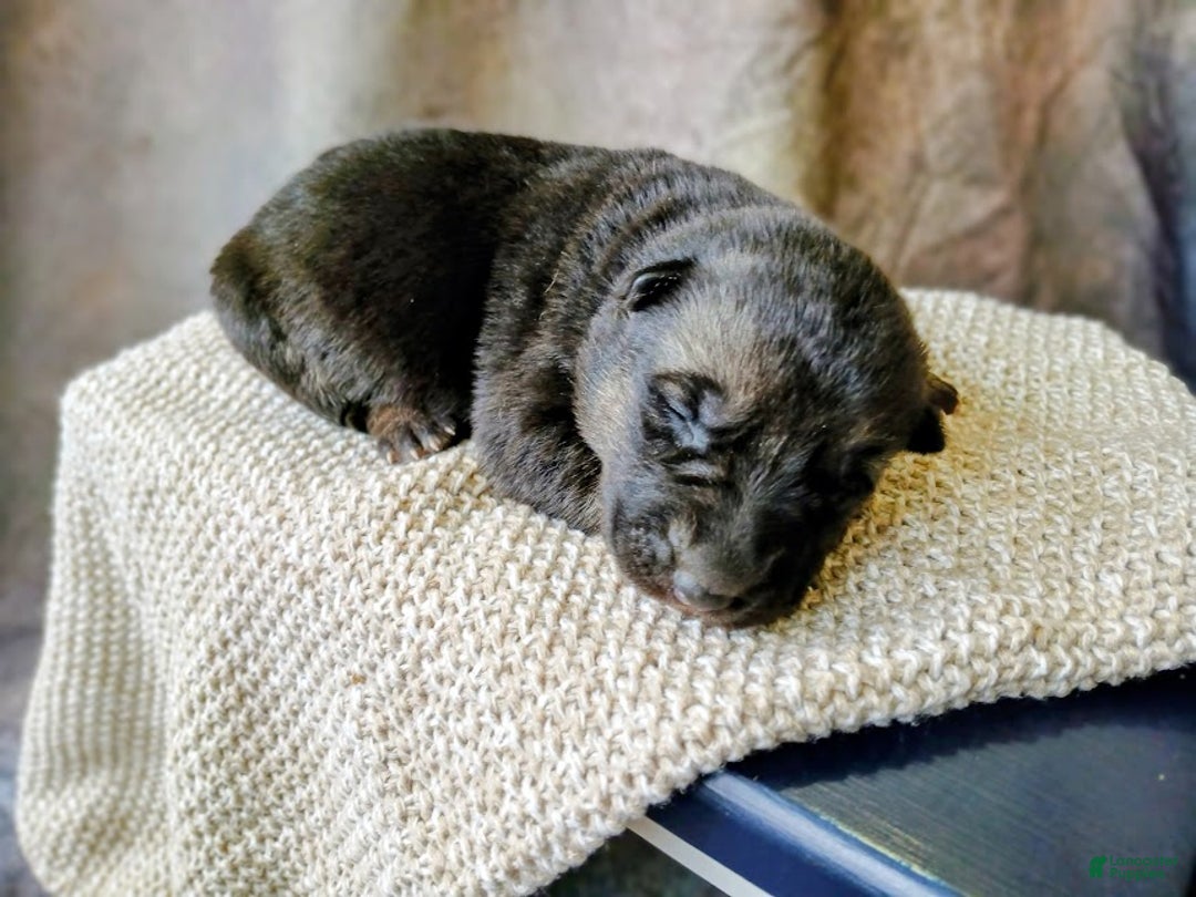 German Shepherd dogs for sale: Ember - Ad 3