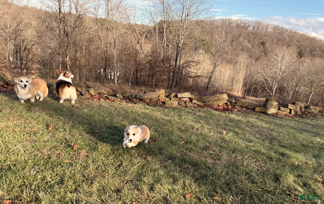 Welsh Corgi Pembroke dogs for sale: Bonnie Sue - Ad 17