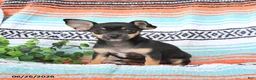 Mixed Breed dogs for sale: Macie - Ad 1