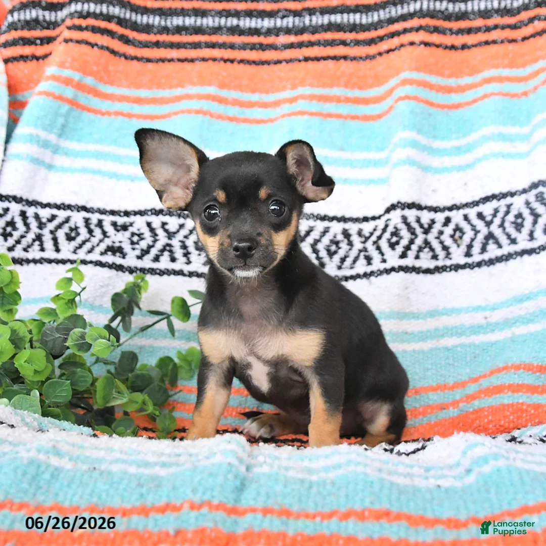 Mixed Breed dogs for sale: Macie - Ad 1