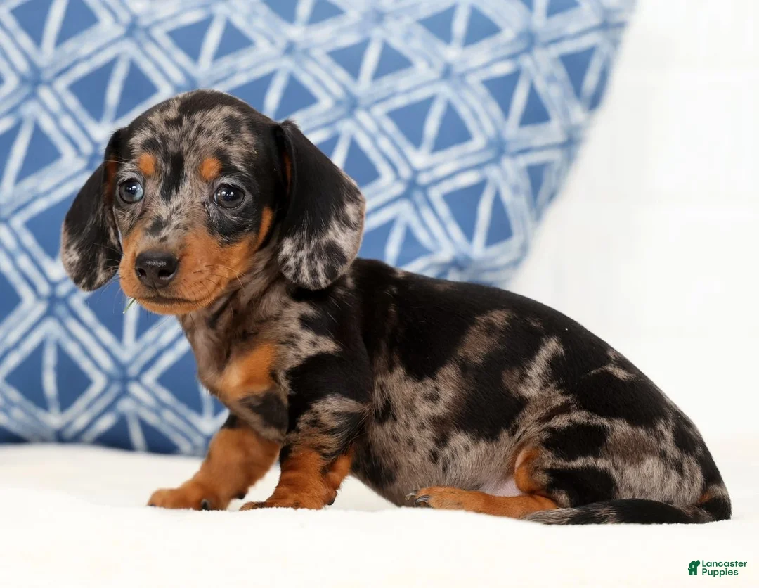 Miniature Dachshund dogs for sale: Iris - Ad 2