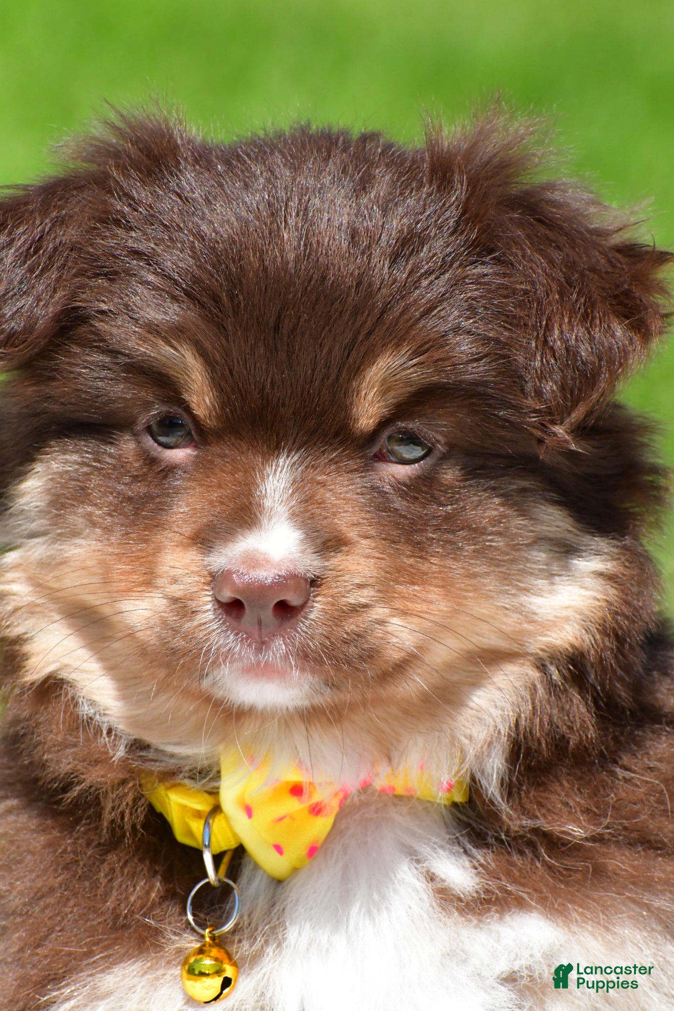 Miniature Australian Shepherd dogs for sale: Bessie - Ad 3