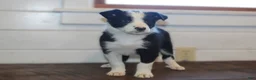 Border Collie dogs for sale: Pansy - Ad 3