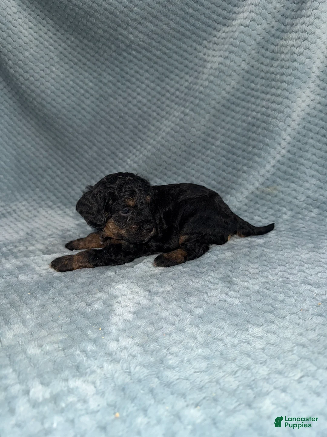 Cavapoo dogs for sale: Cavapoo Puppy 5 - Ad 6