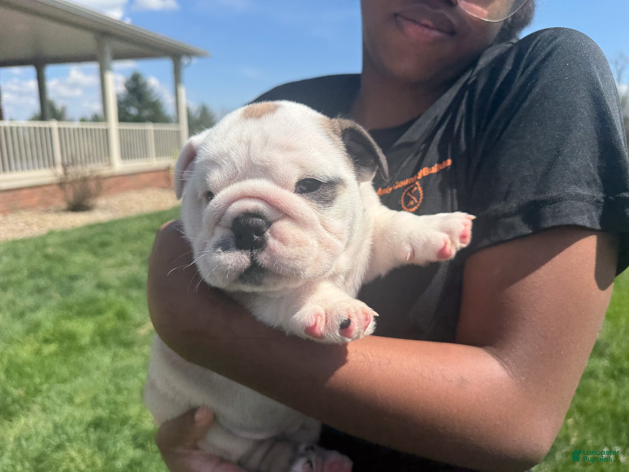 English Bulldog dogs Sterling - Ad 2