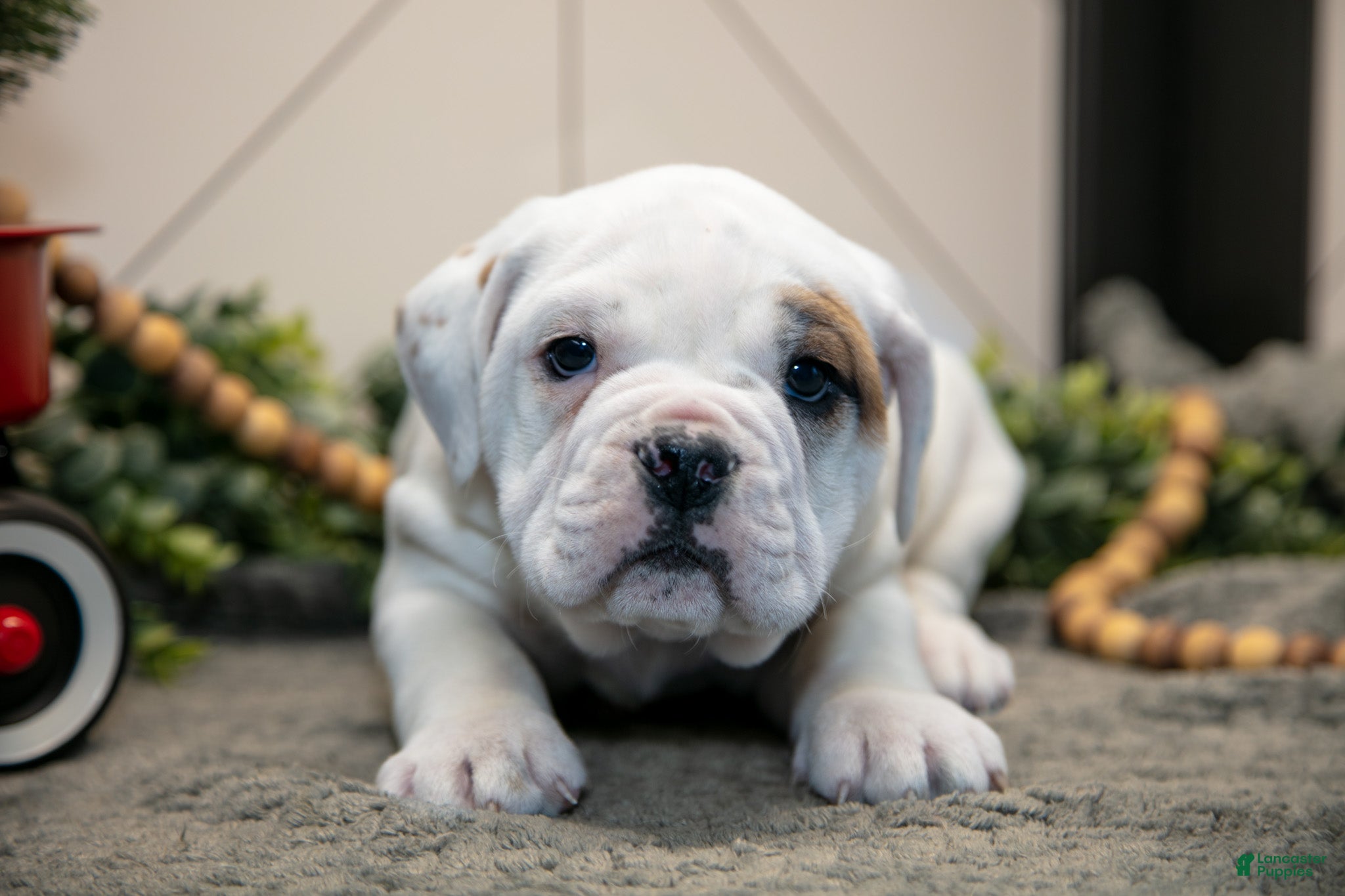 Mixed Breed dogs Sven - Ad 10