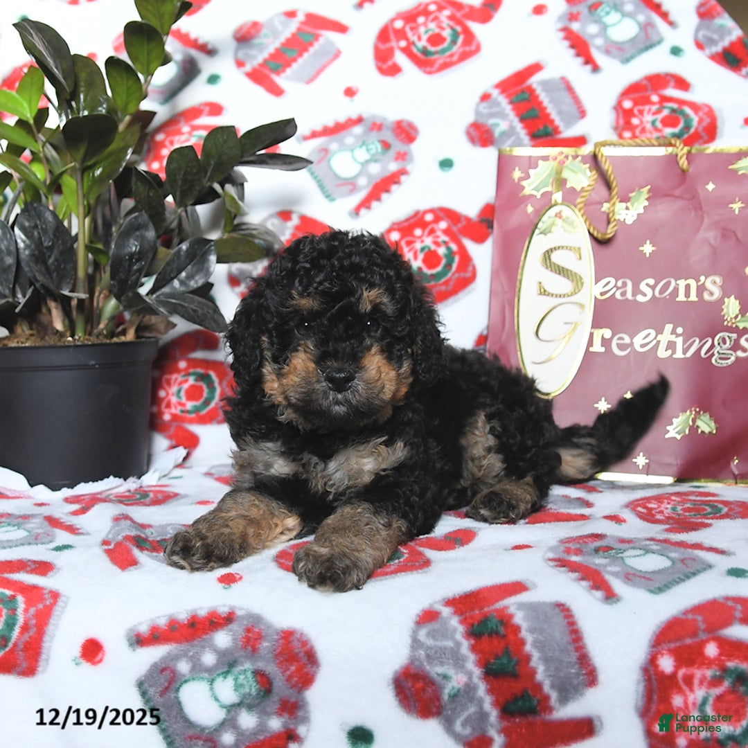 Cavapoo dogs for sale: River - Ad 3