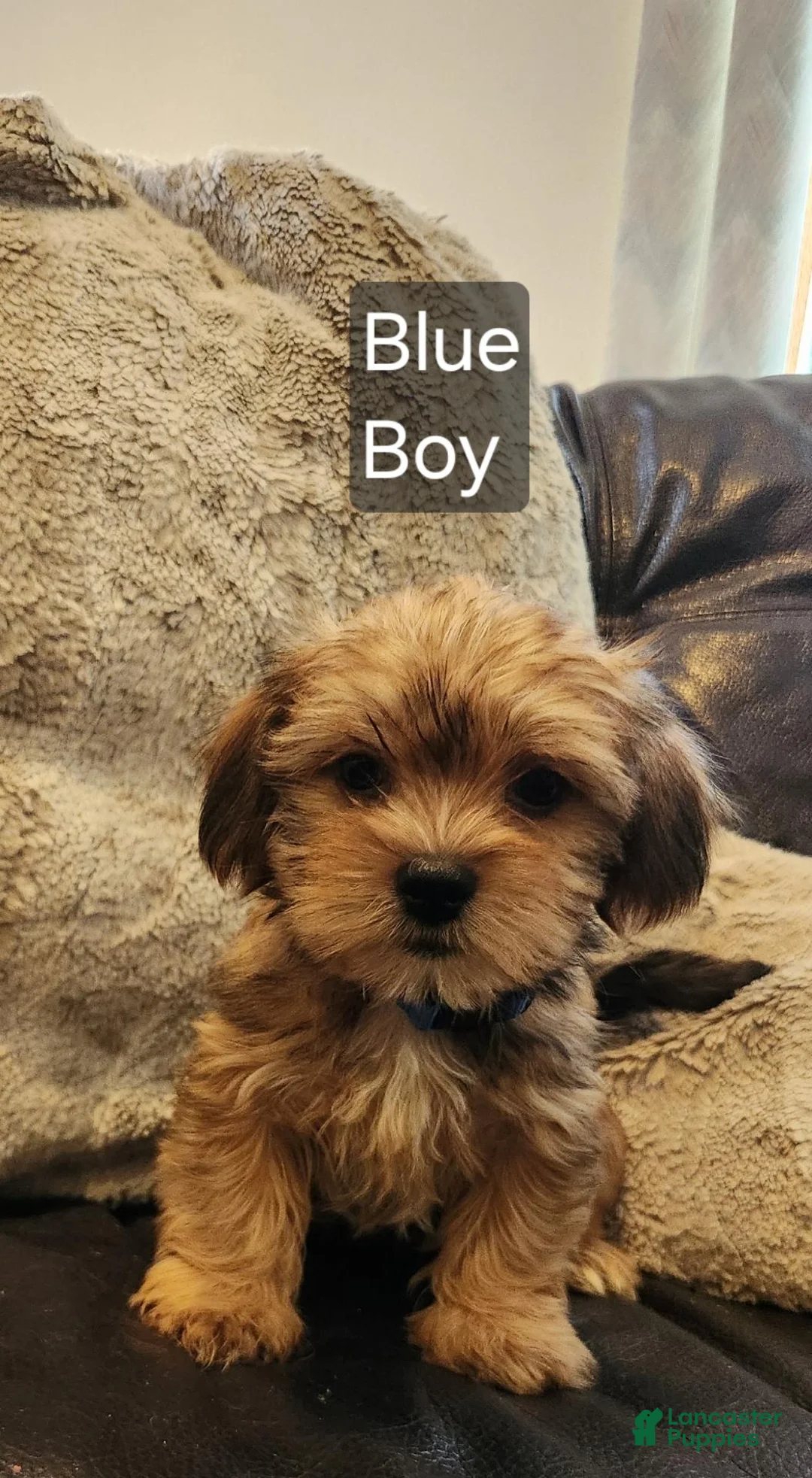 Shorkie dogs for sale: Shorkie 3 - Ad 1