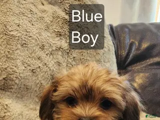 Shorkie dogs Shorkie 3 - Ad 18