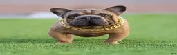French Bulldog dogs for sale: Benny - Ad 3