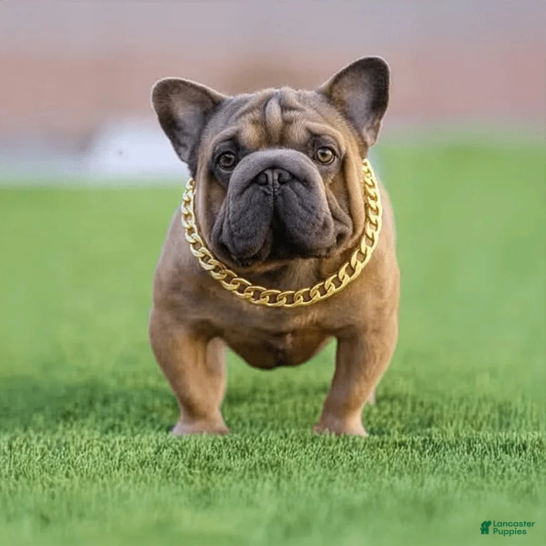 French Bulldog dogs for sale: Benny - Ad 3