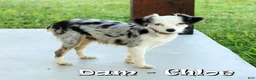 Mixed Breed dogs for sale: Candy - Ad 10