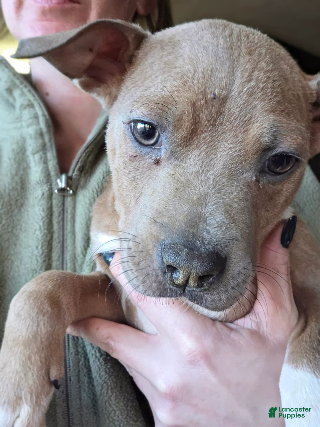 Mixed Breed dogs for sale: Nugget - Ad 1