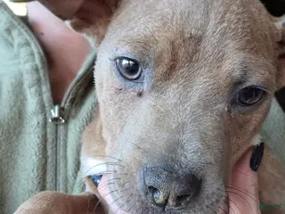 Mixed Breed dogs Nugget - Ad 16