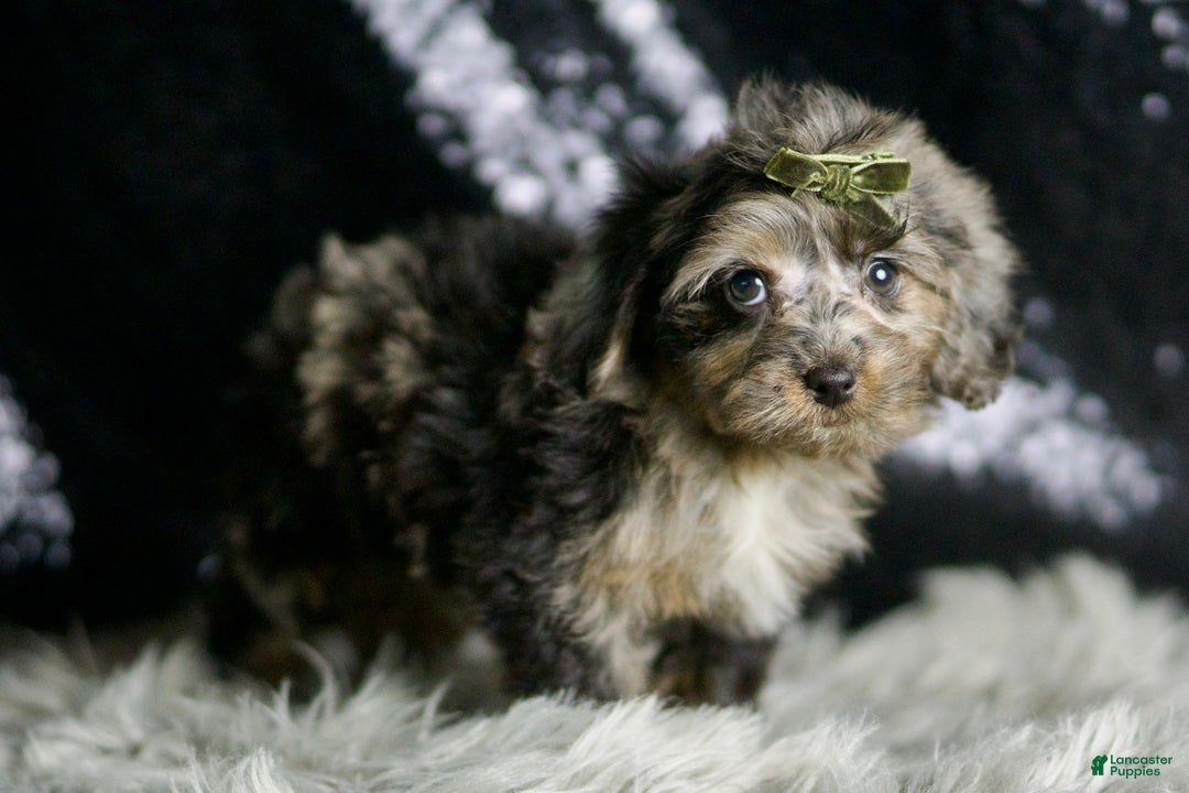 Yorkiepoo dogs for sale: Mario - Ad 3