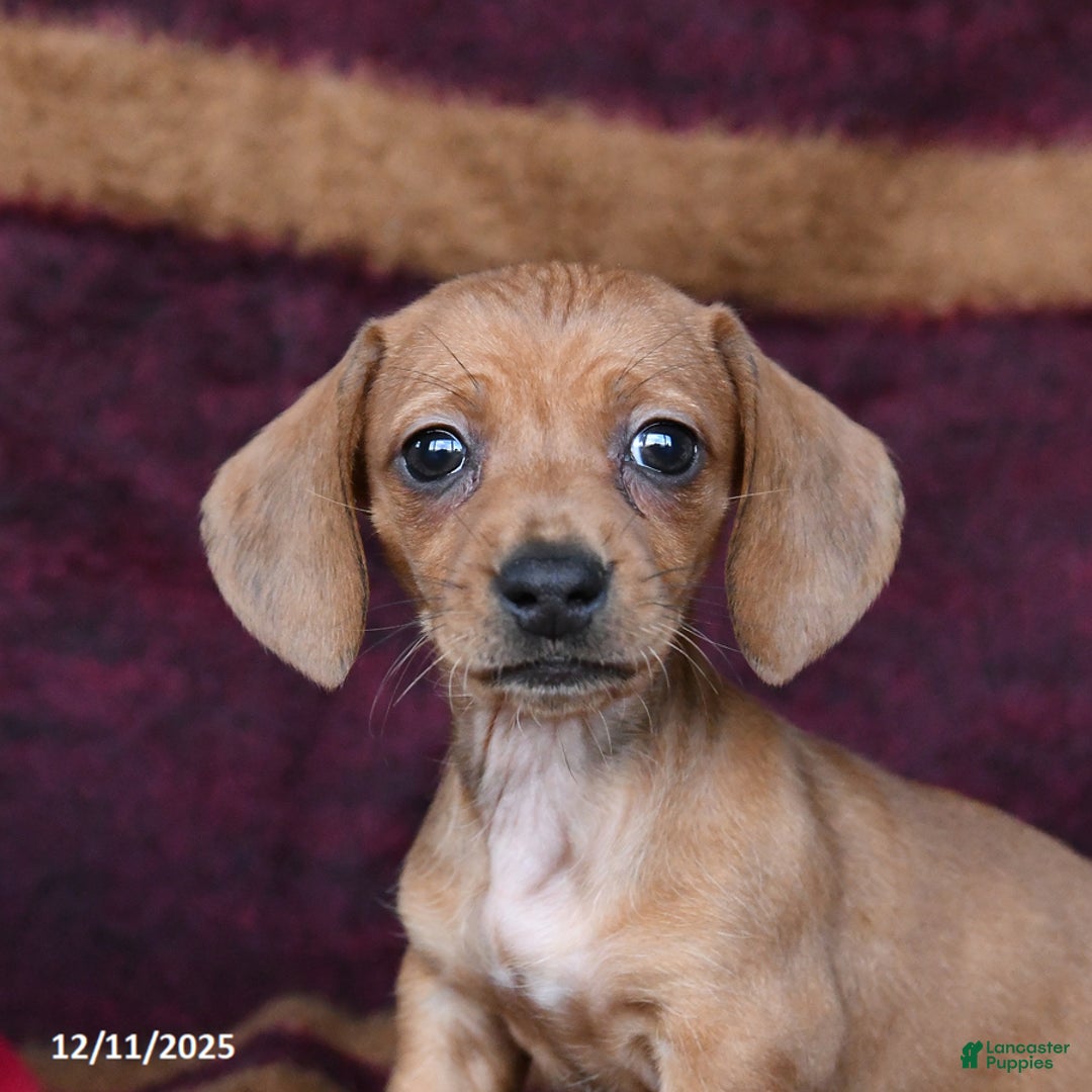 Dachshund dogs for sale: Chili - Ad 3