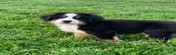 Bernese Mountain Dog dogs for sale: BoBo - Ad 9