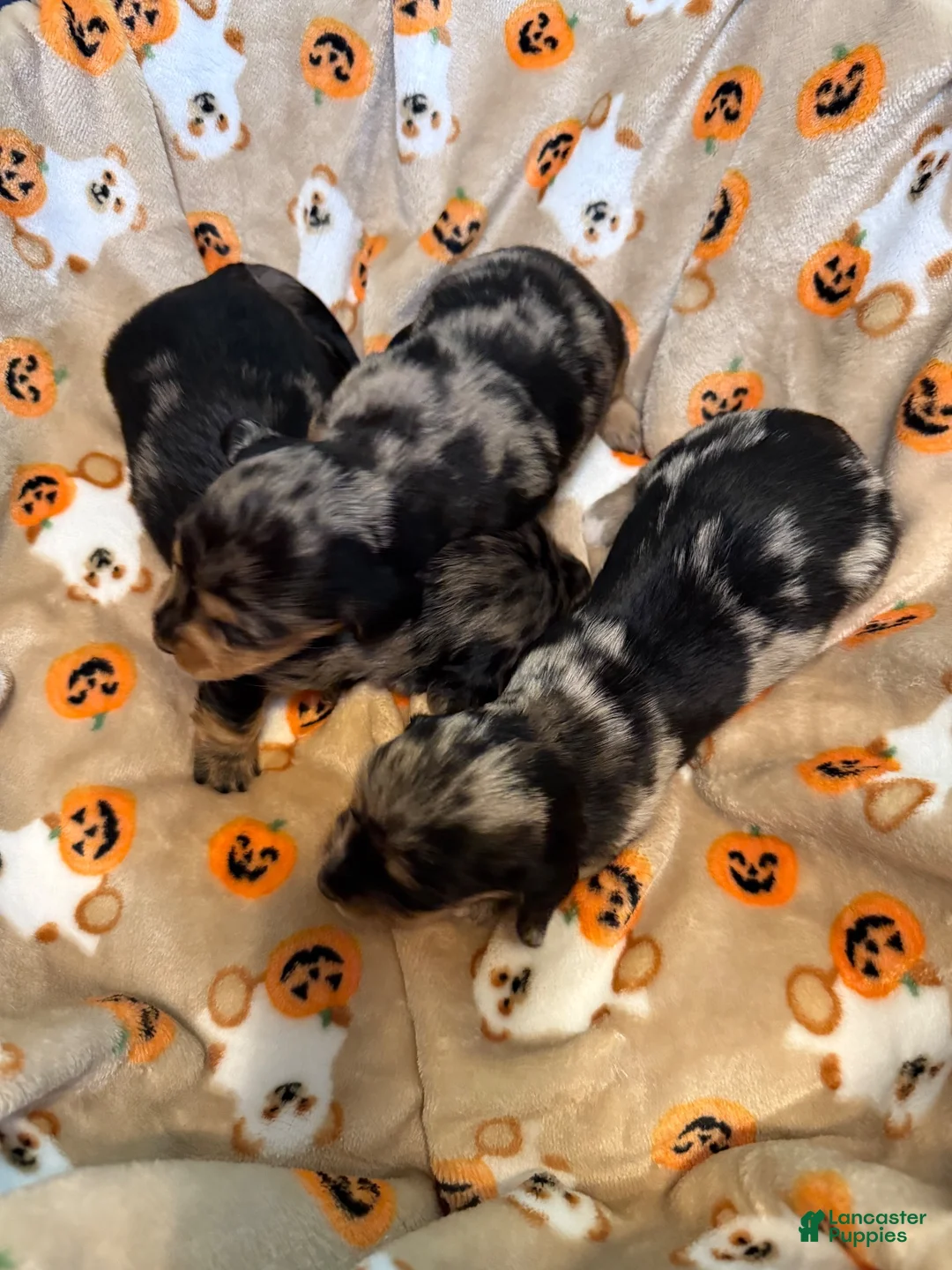 Miniature Dachshund dogs for sale: Dapple LH female  - Ad 1