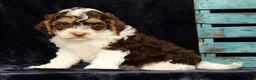 Cavapoo dogs for sale: Wyatt - Ad 7