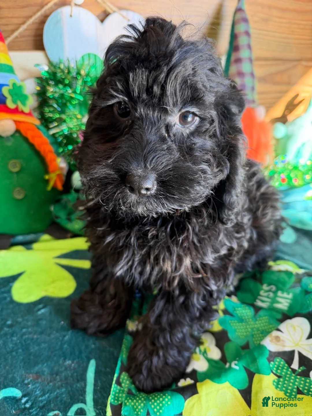 Cockapoo dogs for sale: Anna - Ad 1