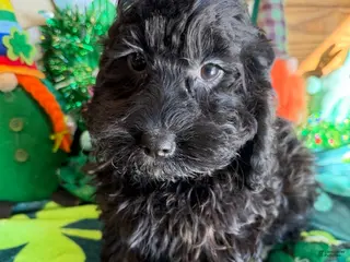 Cockapoo dogs Anna - Ad 20