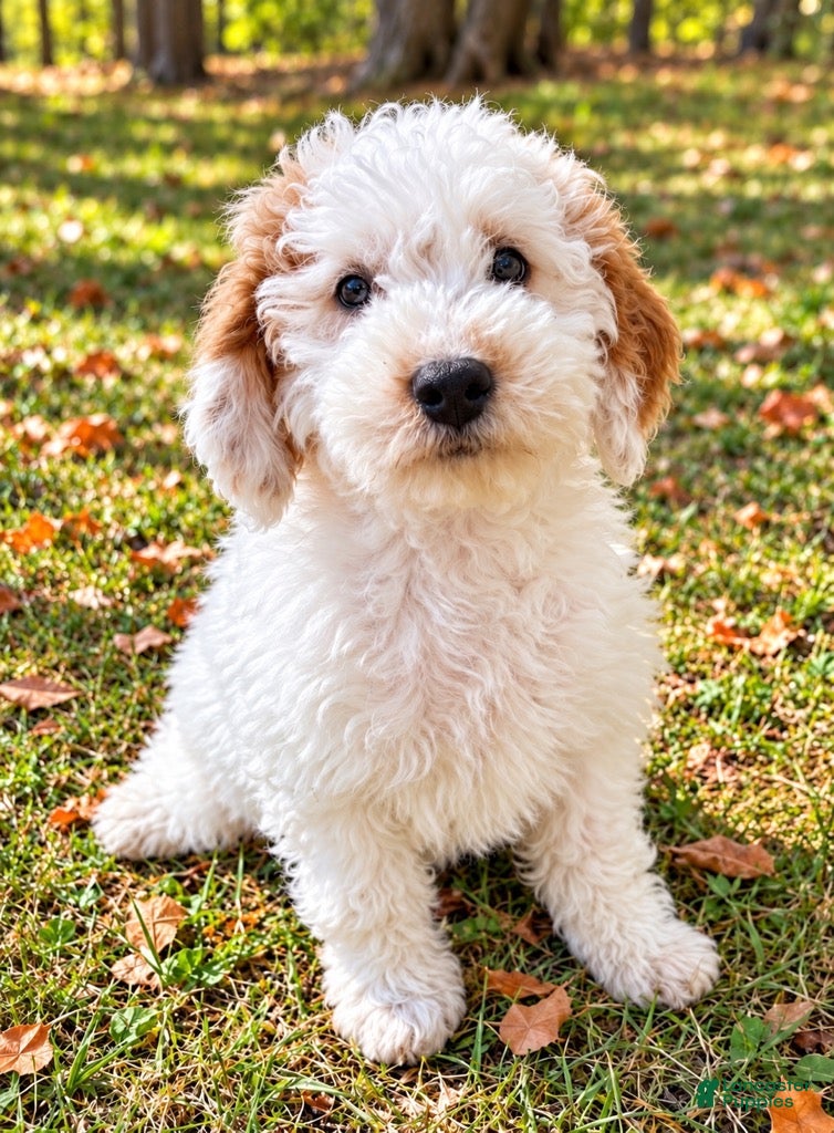 Mini Goldendoodle dogs Mini Goldendoodle male puppy - Ad 2