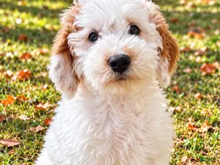 Mini Goldendoodle dogs Mini Goldendoodle male puppy - Ad 2