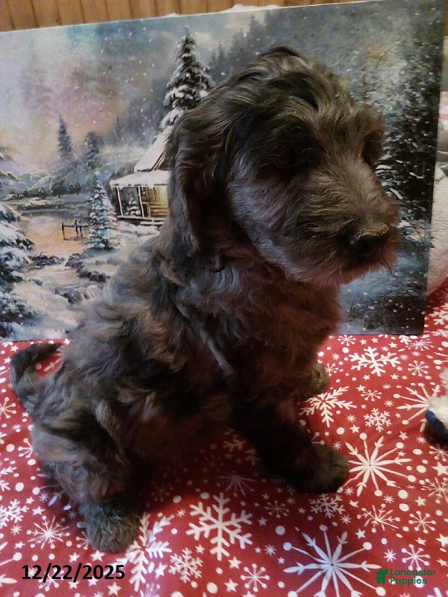 Goldendoodle dogs Charlie - Merle - Ad 2