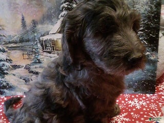 Goldendoodle dogs Charlie - Merle - Ad 2