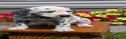 Dalmatian dogs for sale: Parker - Ad 3