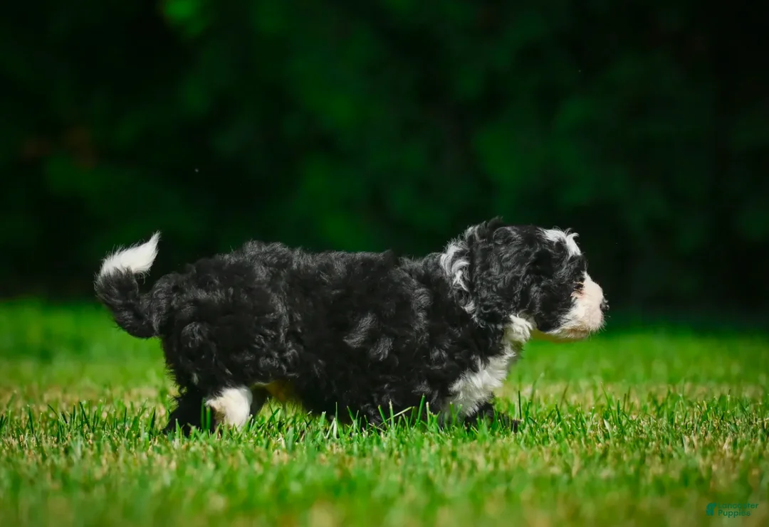 Bernedoodle dogs for sale: Gunner - Ad 5