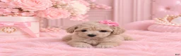 Miniature Poodle dogs for sale: Miniature Poodle 1 - Ad 2