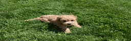 Bichpoo dogs for sale: Kevin 🐶✨ - Ad 38