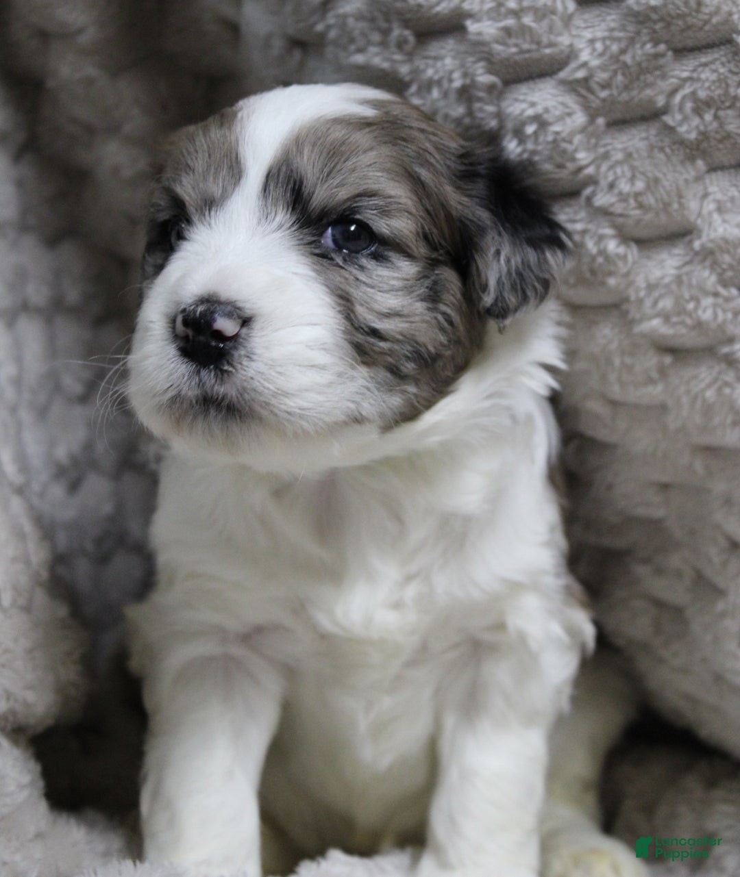 Mixed Breed dogs for sale: Mixed Breed Puppy 3 - Ad 1