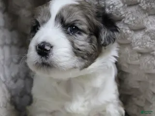 Mixed Breed dogs El girl - Ad 30