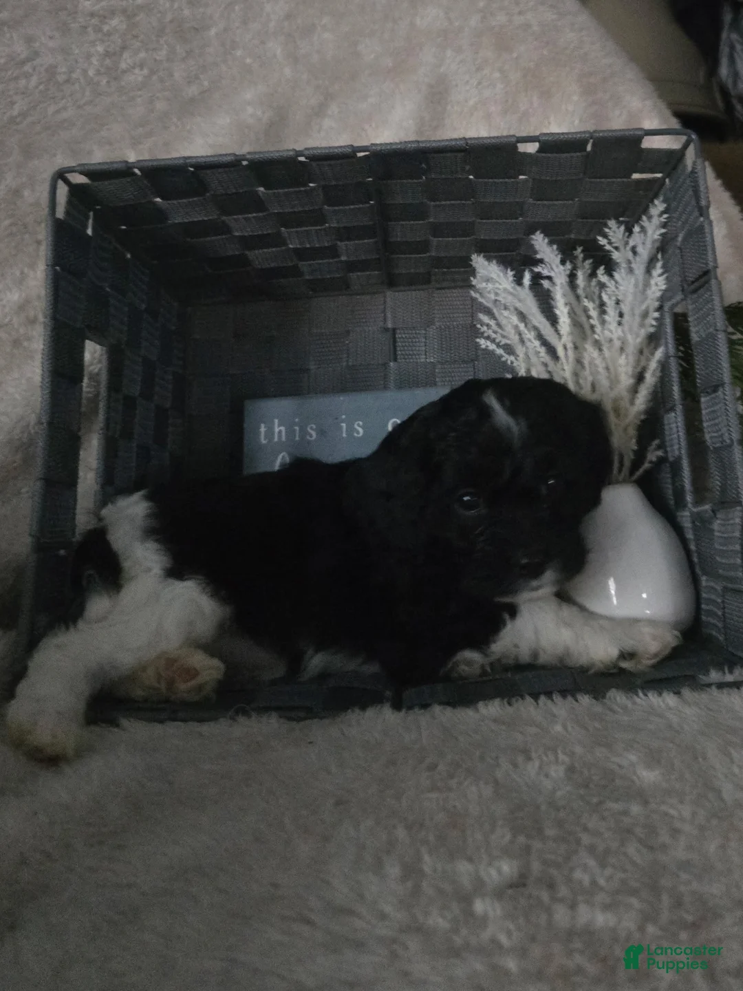 Cavapoo dogs for sale: Sugar - Ad 5