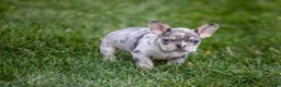 French Bulldog dogs for sale: Fern - Ad 23