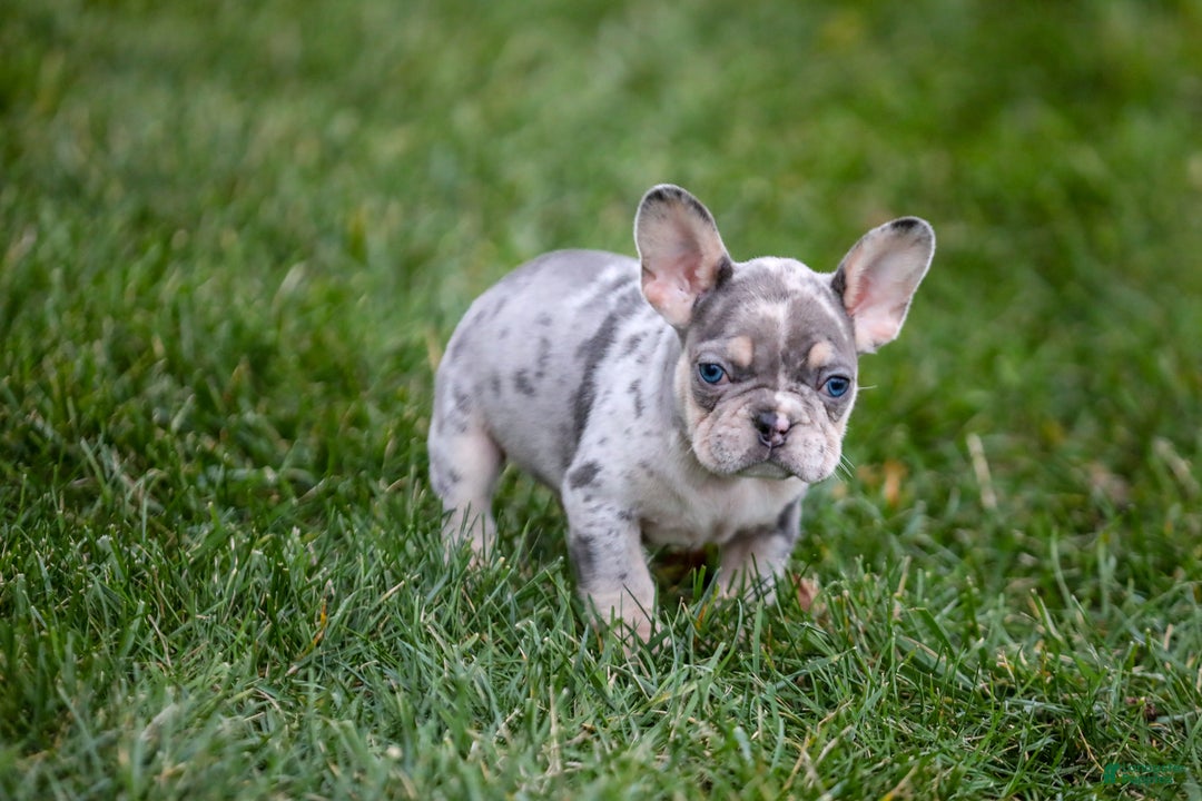 French Bulldog dogs for sale: Fern - Ad 23