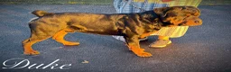 Rottweiler dogs for sale: Rottweiler 1 - Ad 10