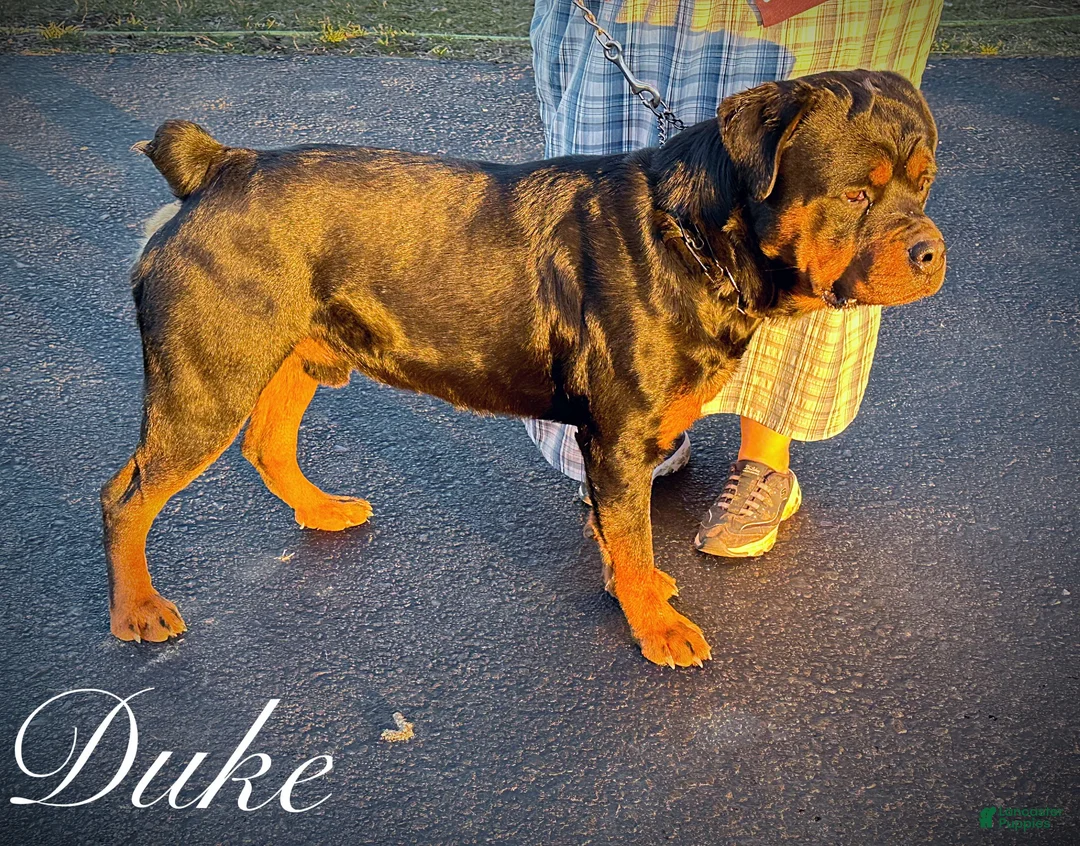 Rottweiler dogs for sale: Rottweiler 1 - Ad 10