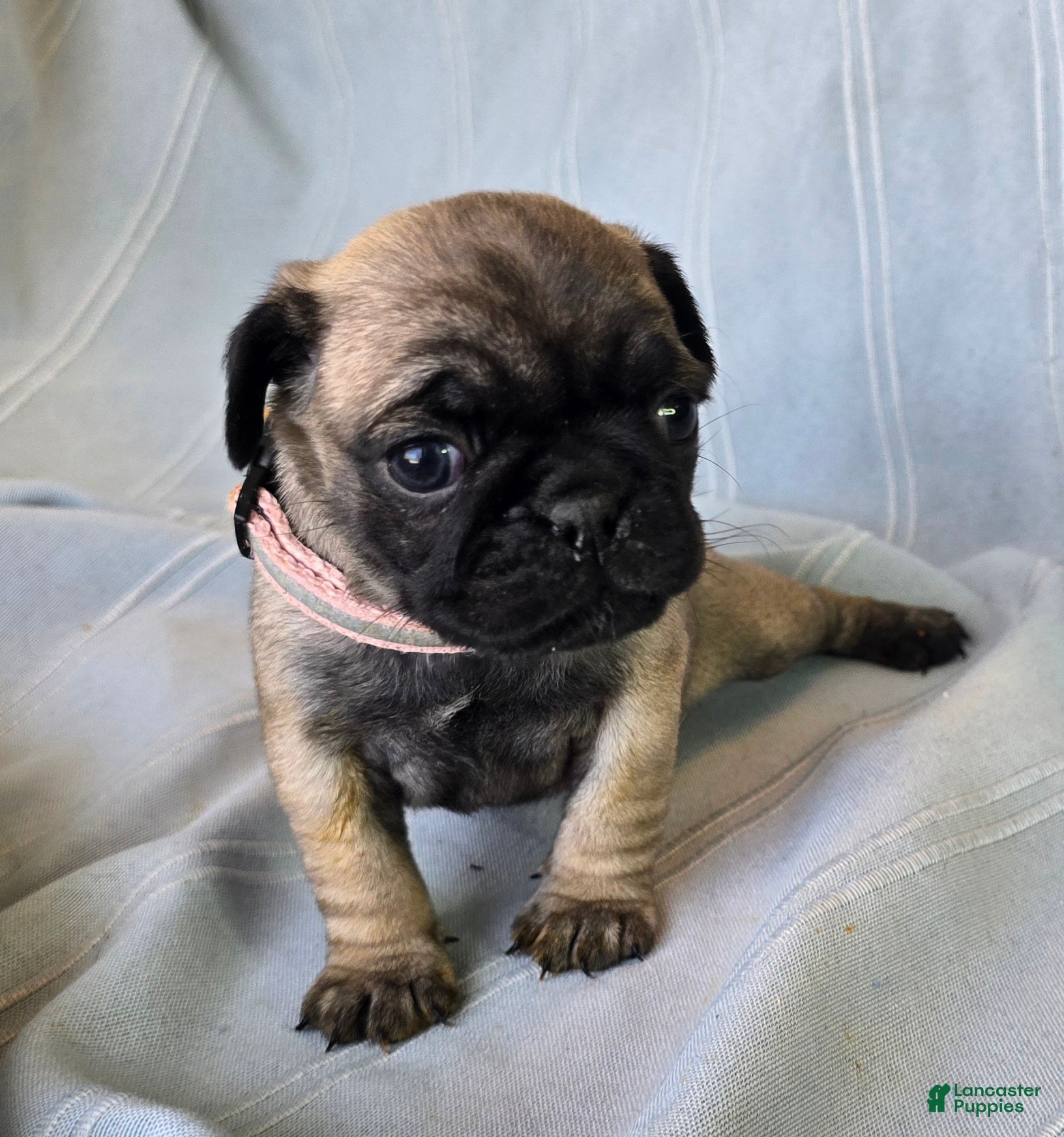 Pug dogs Norma Jean - Ad 37