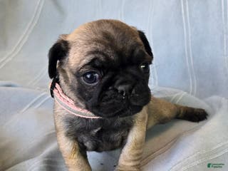 Pug dogs Norma Jean - Ad 39