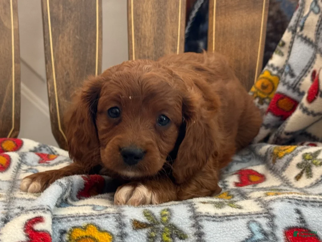 Cavapoo dogs for sale: mavis - Ad 7