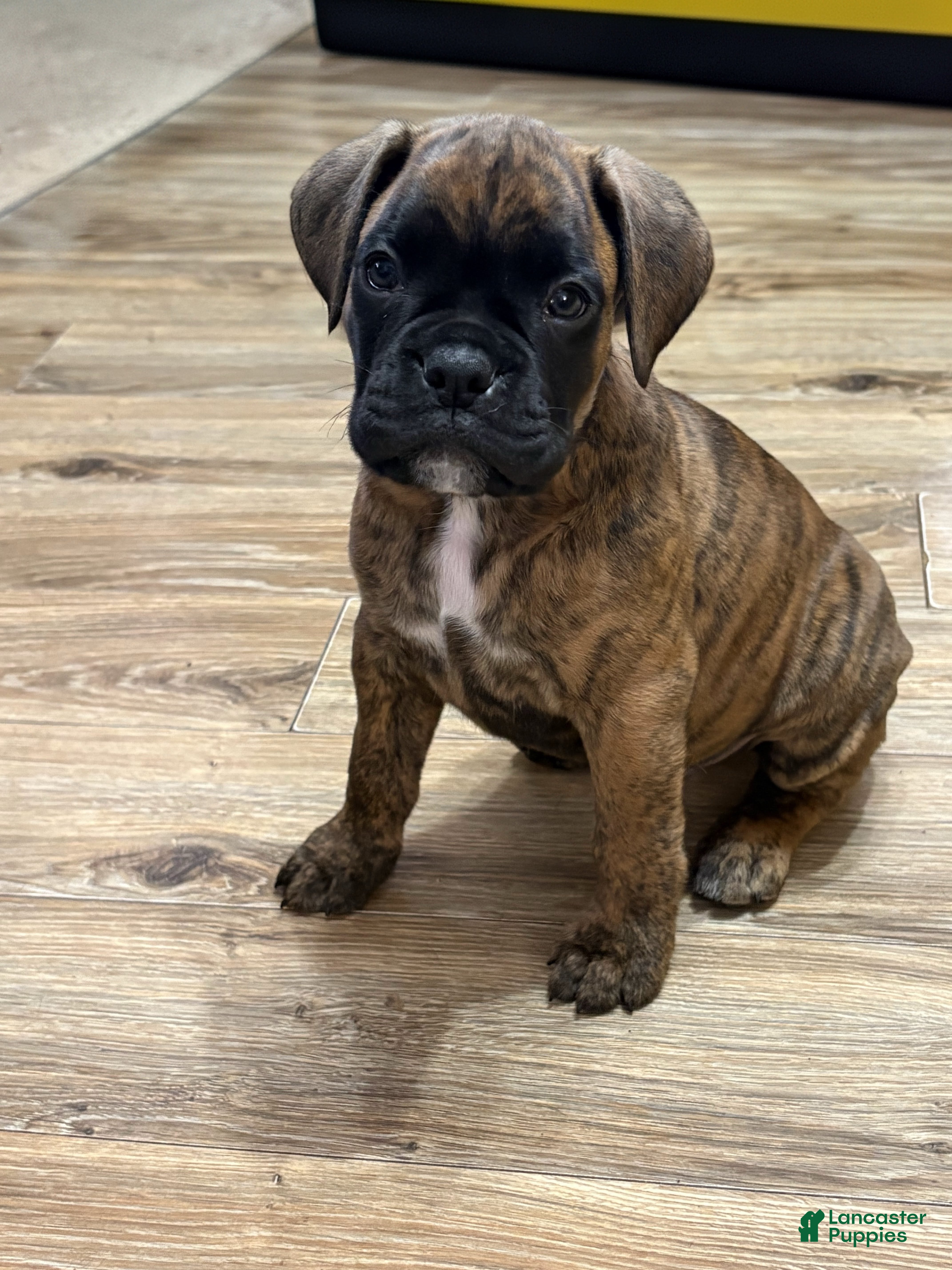 Boxer dogs Toby - Ad 19