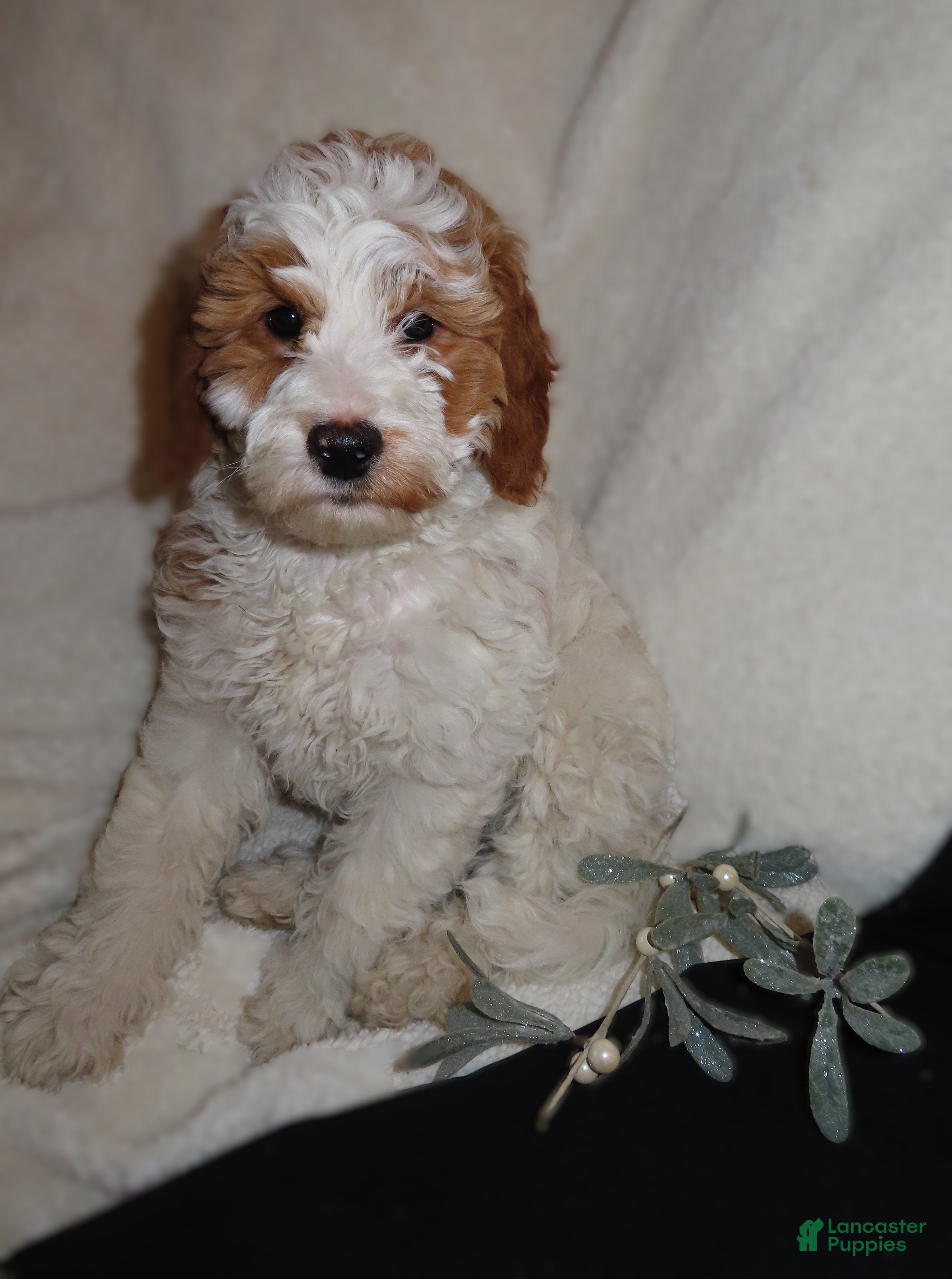 Mini Goldendoodle dogs Eve - Ad 28