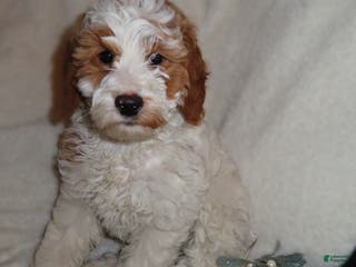 Mini Goldendoodle dogs Eve - Ad 21