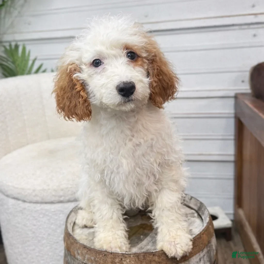Mini Bernedoodle dogs for sale: Dexter - Ad 1