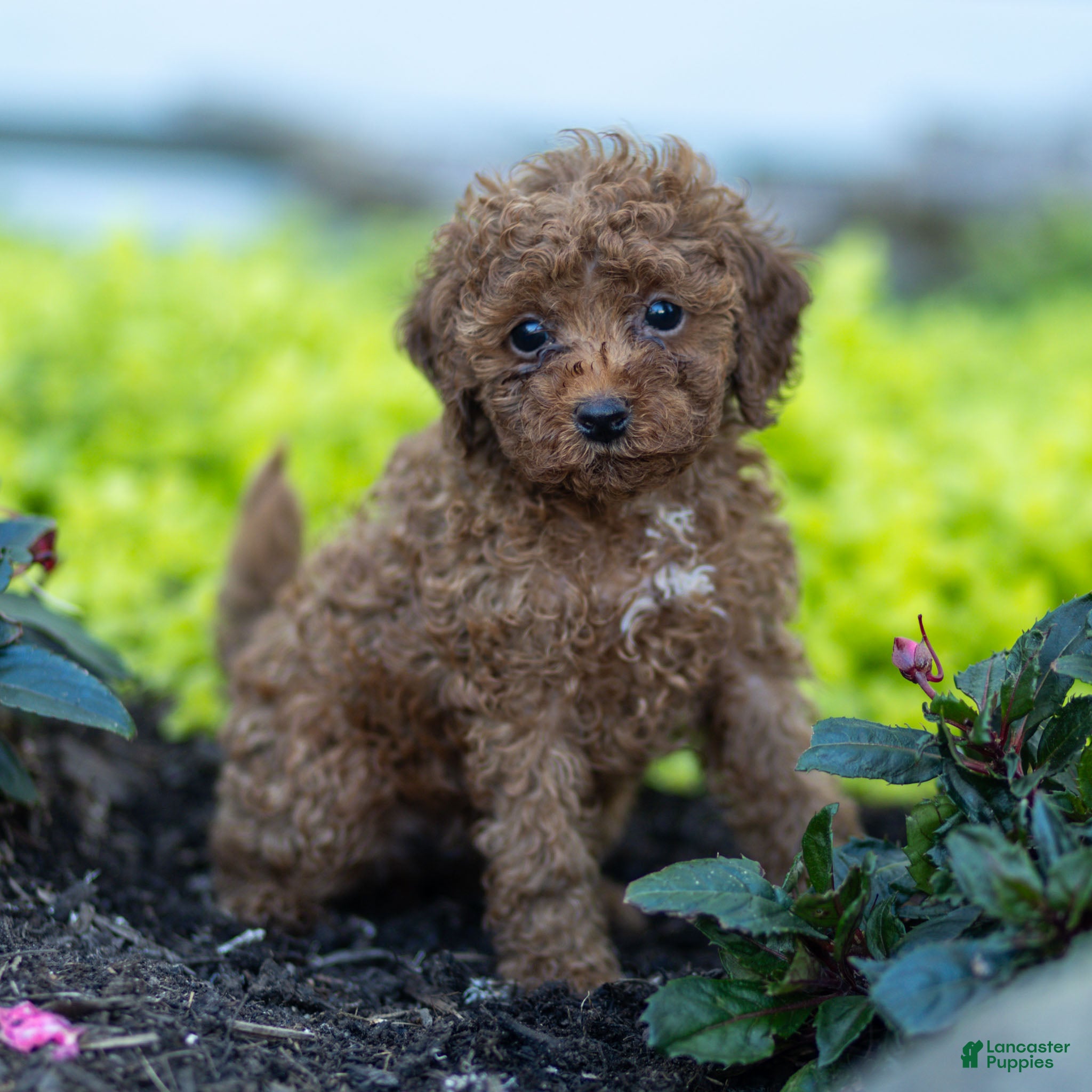 Toy Poodle dogs Gertie Toy Poodle  - Ad 1